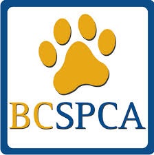 SPCA dealing with Trail stray cats