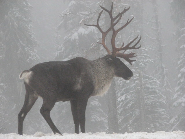 Public Consultation Extended On Caribou Protection Draft Agreements