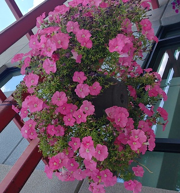Communities in Bloom judges arrive in Castlegar on Monday