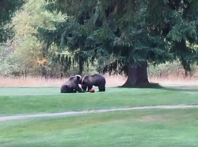 Grizzly bear mom and cubs spotted at Birchbank Golf Course