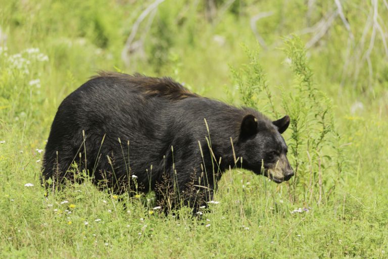 Six bears killed in Castlegar this year