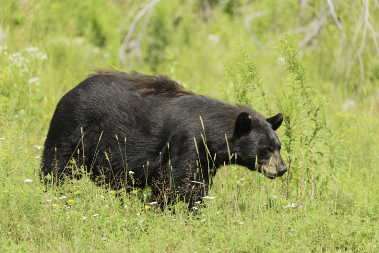 Bewildered black bear stuck in truck