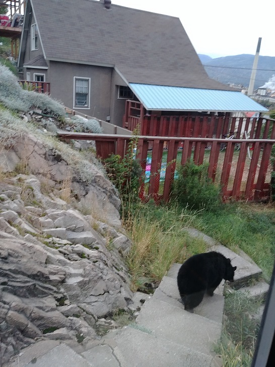 Black bear euthanized in West Trail