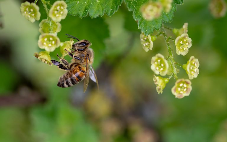 Vandals spray chemicals on honeybees in Rossland: RCMP
