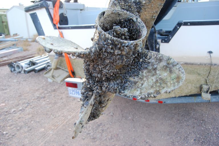 Crack down on invasive mussels ramps up for boating season