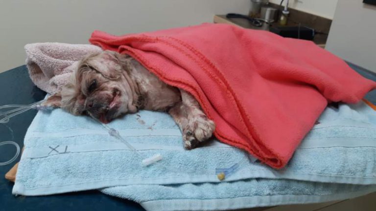 Dog feared dead after raccoon attack expected to make a full recovery