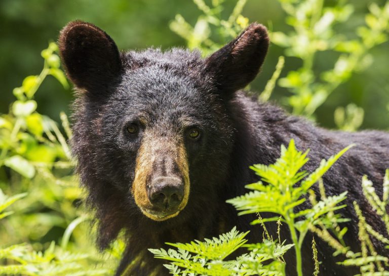 Trail RCMP reminding the public about bears in the area