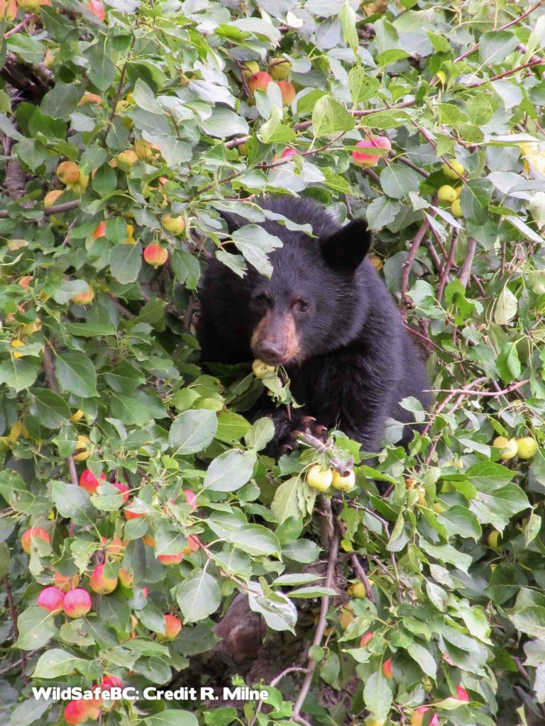 Castlegar’s organics program credited for quiet bear year