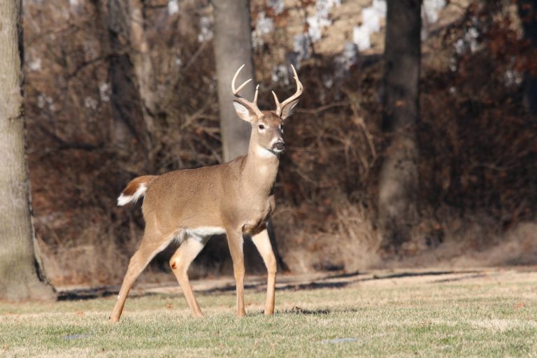 Hunters required to submit deer heads for chronic wasting disease testing