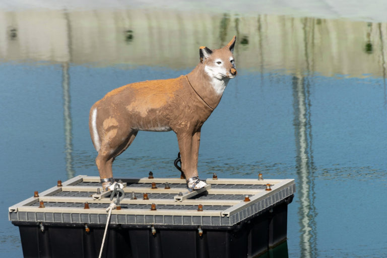 Floating fox box mistook for ferocious flotsam feline