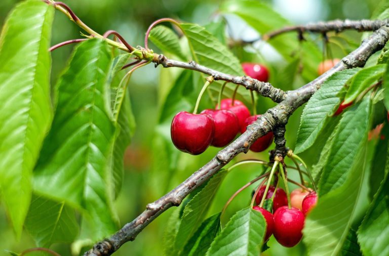 Major agriculture relief funds for B.C. farmers