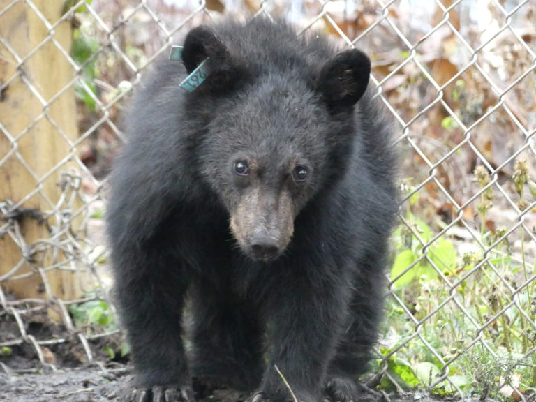 Wildlife shelter cares for Kootenay/Boundary bear cubs