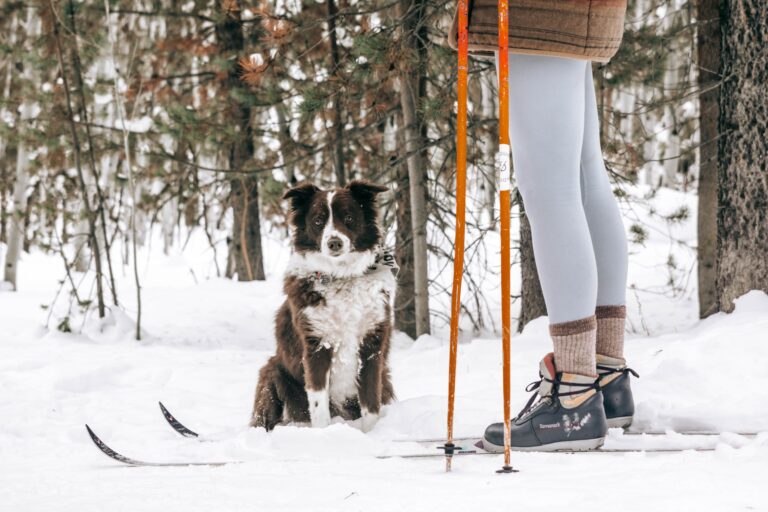 Dog-friendly cross-country ski trail planned in Rossland