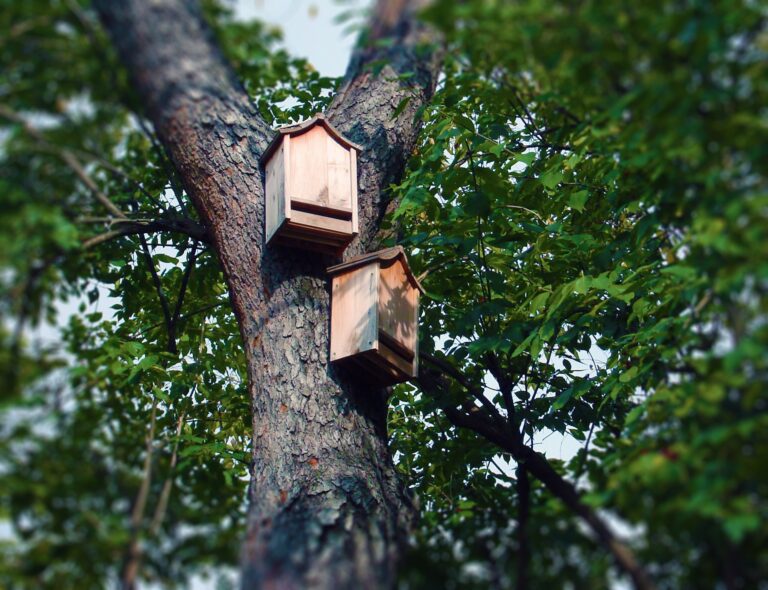 Bat project seeks volunteers in Nakusp, Creston