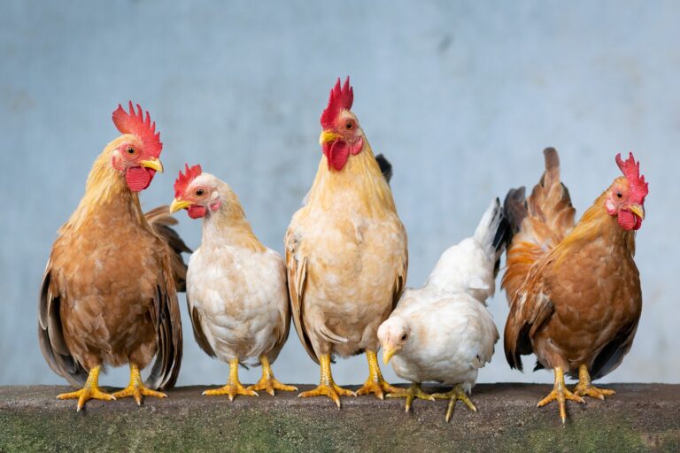 Avian flu detected in Regional District of Central Kootenay