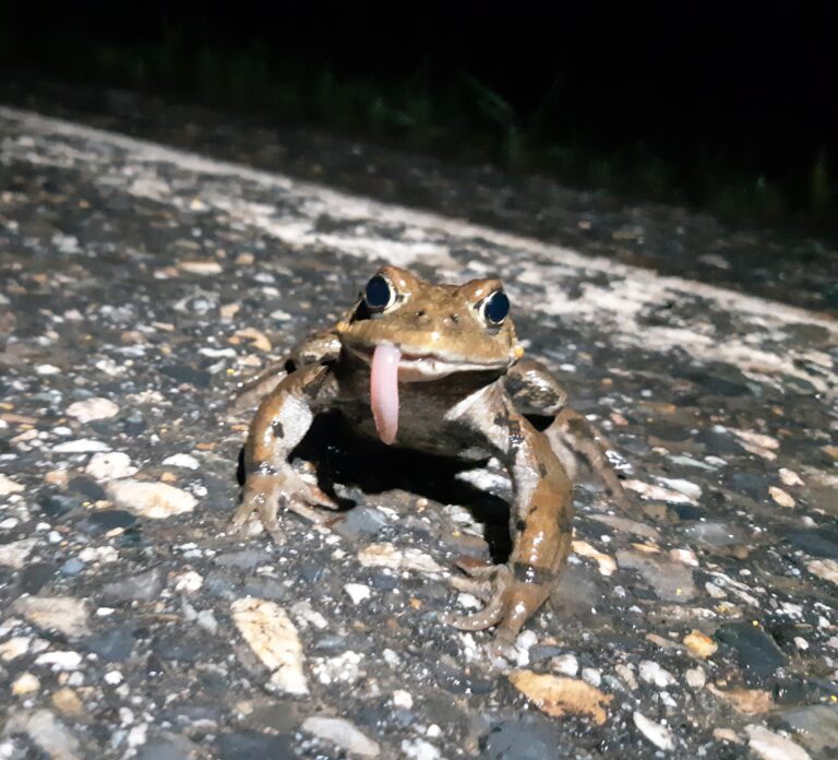 ‘Toad ambassadors’ sought for Fish Lake project