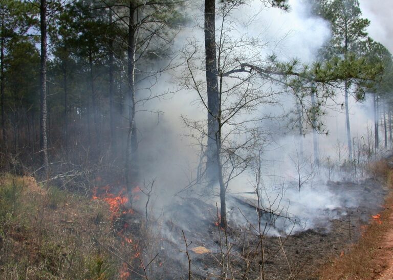 Prescribed burn planned north of Nakusp