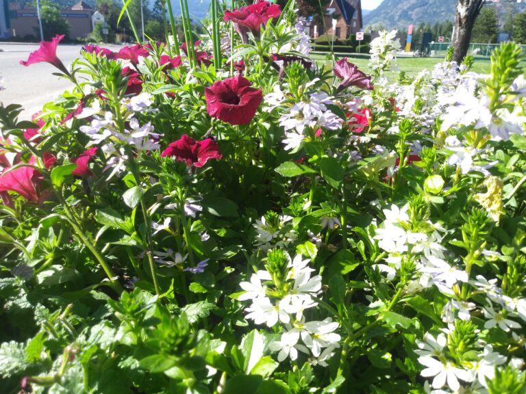 Castlegar’s Communities in Bloom seeks changes to watering