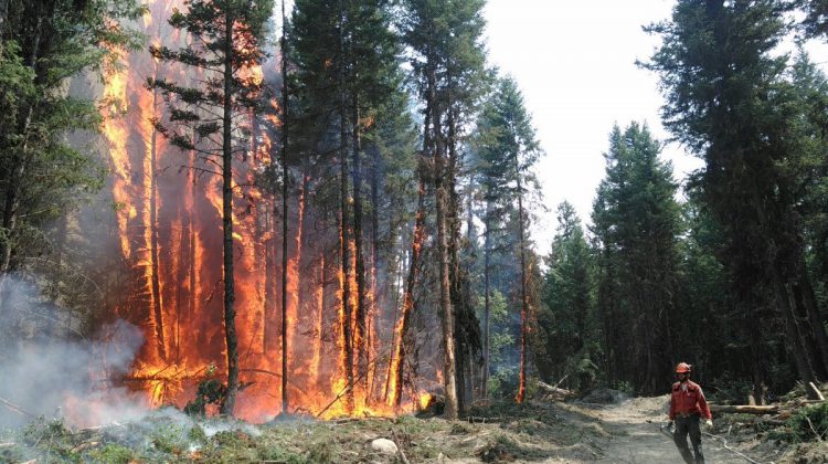 ‘Too early to compare’ BC Wildfire Service provides outlook on fire season 