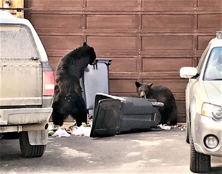 Residents urged to manage bear attractants this fall