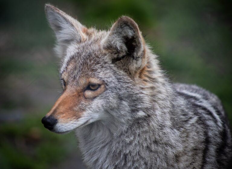 Coyote put down in Tadanac