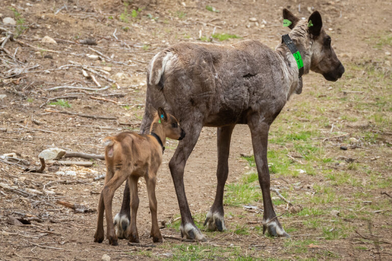 Caribou mothers and calves released from Nakusp maternity pen