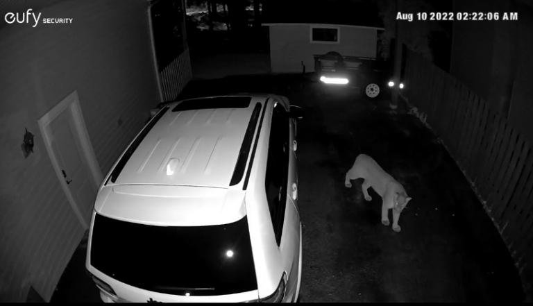 Cougar caught on camera in Castlegar carport