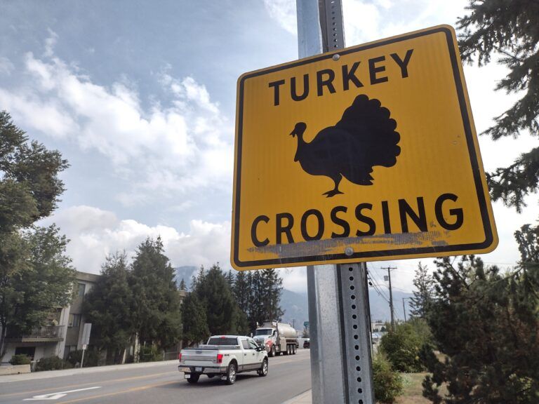 Castlegar to Alberta: take our turkeys (please!)