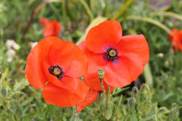 Legion expects strong turnout for Castlegar Remembrance Day ceremony