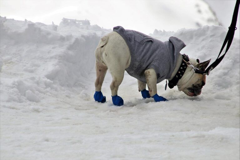 Contractor offers to install free lights in Castlegar dog park