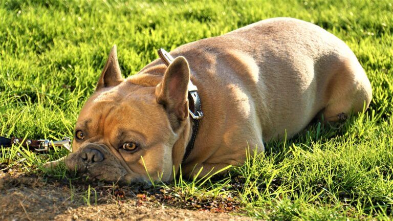 Castlegar scraps dog park lighting project