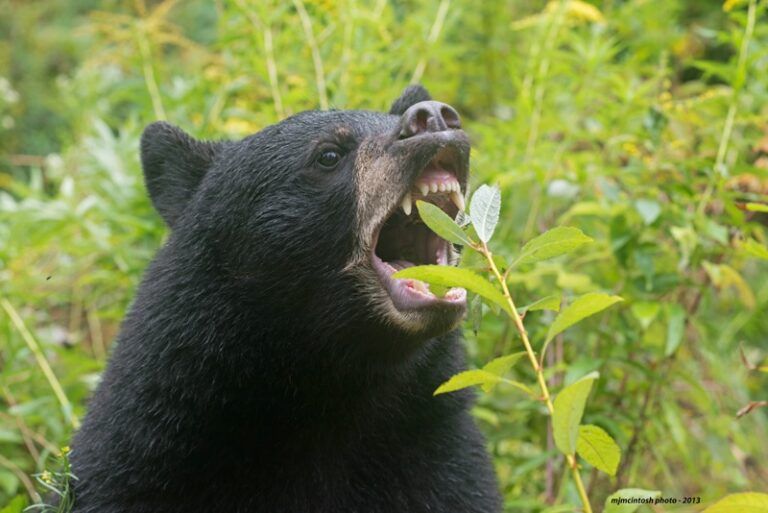 WildSafe urging residents to stay alert as bears begin to stir from hibernation