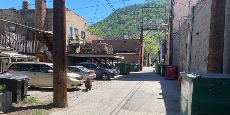Bear wandering downtown Trail destroyed
