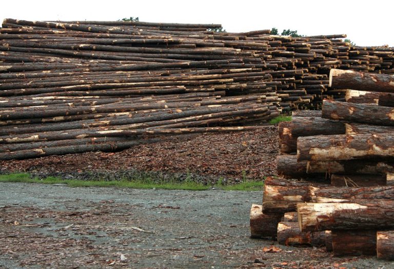 Major forestry conference kicks off today
