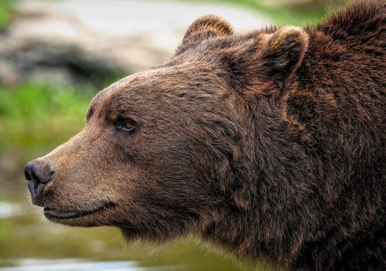 Castlegar bear activity picking up