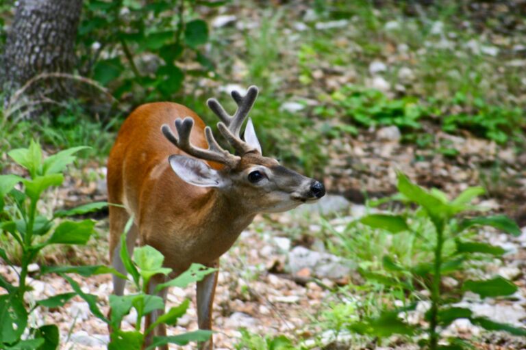 Mandatory CWD testing still in effect as deer hunting season gets underway