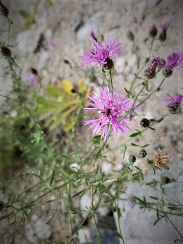 CKISS to host two events in May to bring awareness on local invasive species