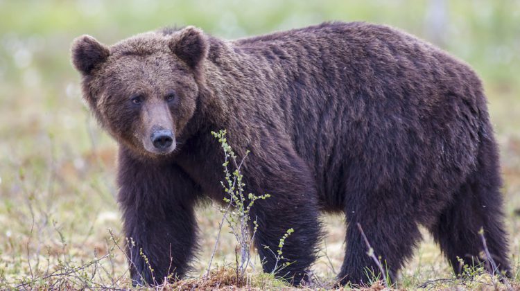 East Kootenay man suffers serious injuries in grizzly bear attack