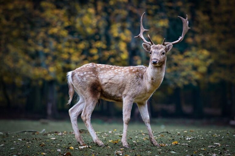 Fourth case of chronic wasting disease found south of Cranbrook