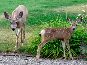 Residents asked to be cautious as fawning season approaches