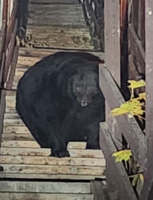 Be aware of bear break ins in Trail