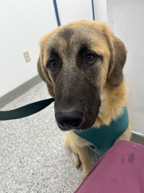 Keeper the dog finds a new forever home in Trail