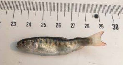 BCWF says prevention is key in reducing whirling disease impact
