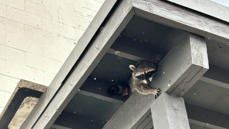 How to stay wildlife-wise this spring