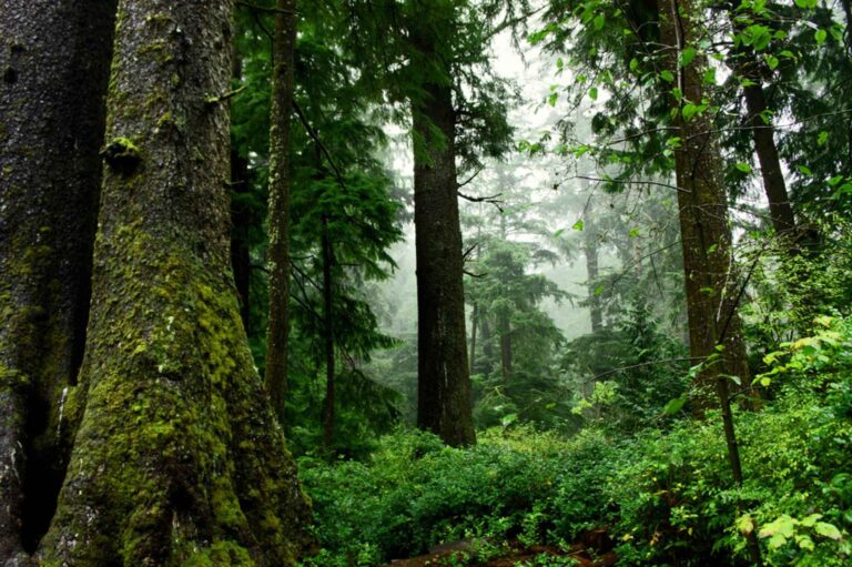 Environmental groups want BC to refocus measures to protect old-growth forests