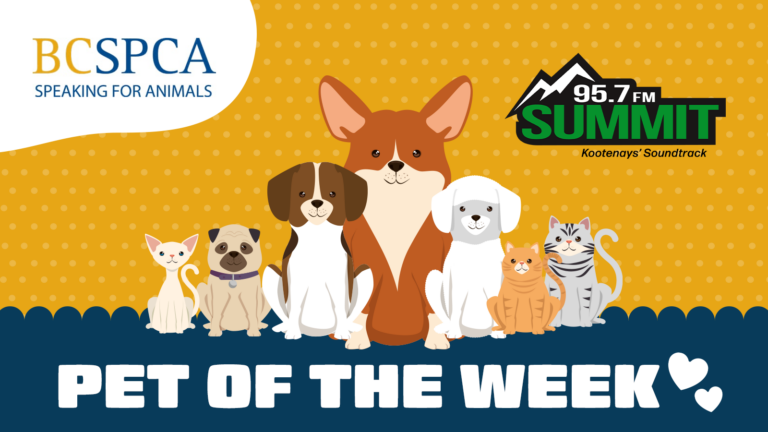 BCSPCA Pet of the Week