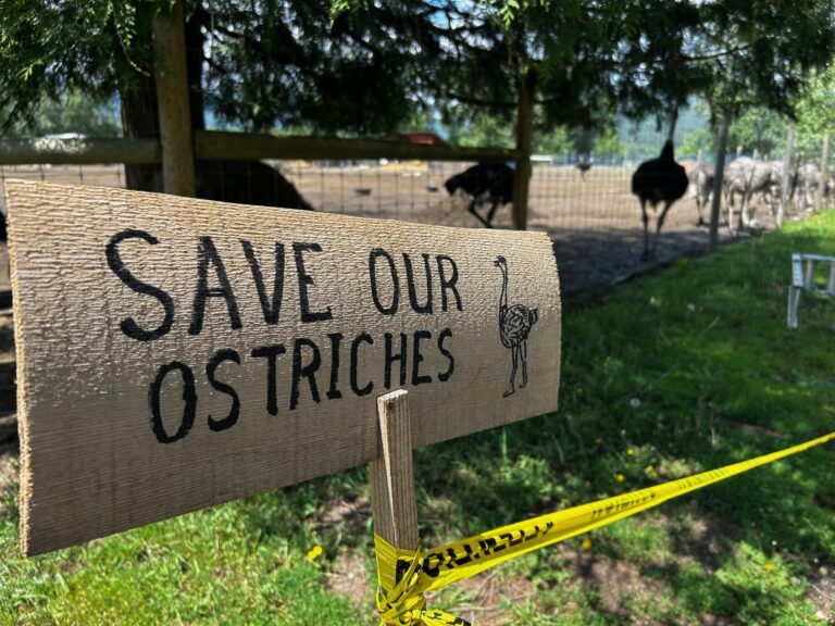 Emergency stay order appeal lodged to save ostriches