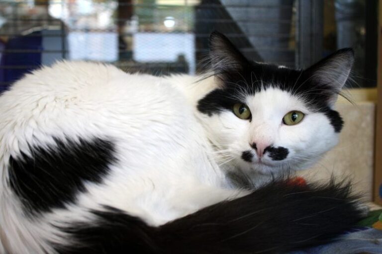 Summit Radio and the BCSPCA’s Pet of the Week – May 30