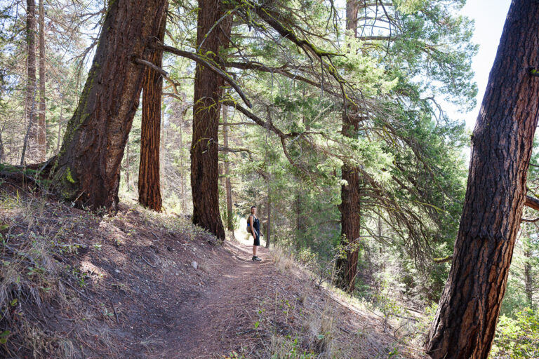 Commercial logging isn’t happening in BC parks; says B.C. Minister