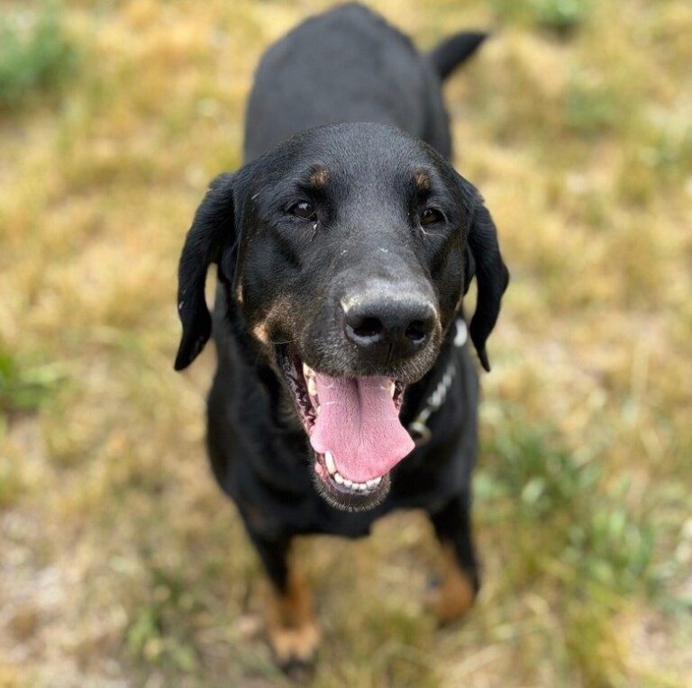 Meet Boots! Your Perfect Summer Companion from the BCSPCA